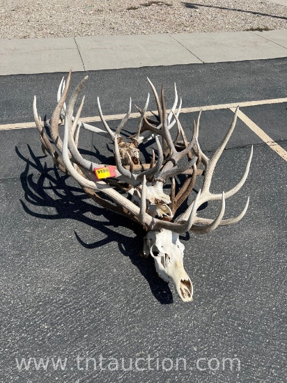 5 ELK HEADS ANTLERS