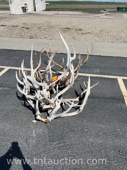 MISC ELK ANTLERS