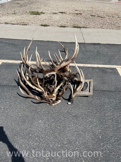 MISC ELK ANTLERS