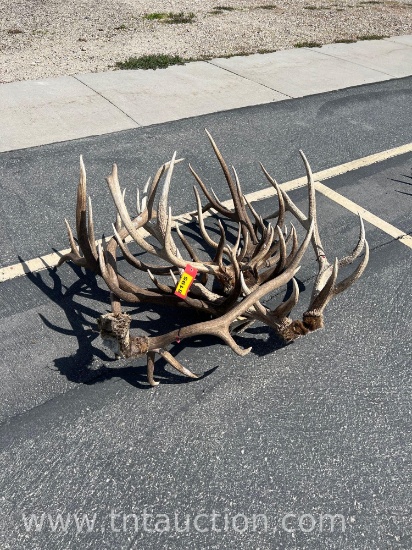 MISC ELK ANTLERS