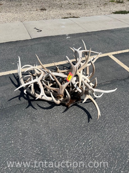 MISC ELK ANTLERS