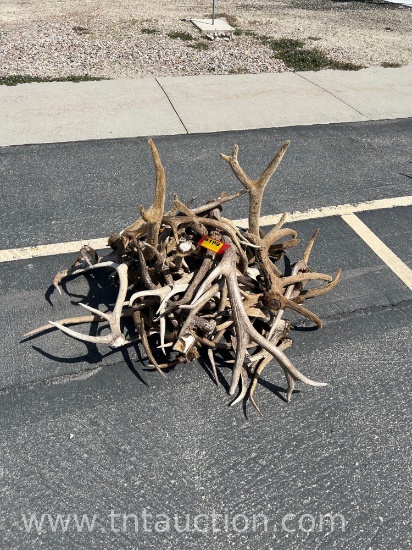 MISC ELK ANTLERS