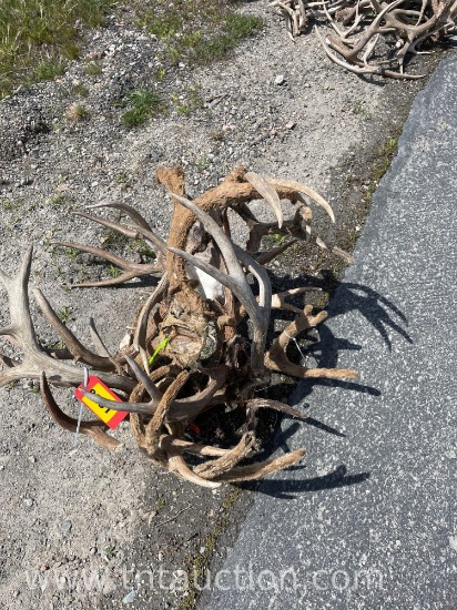 6 SKULL CAPPED 1 DEER HEAD ANTLERS