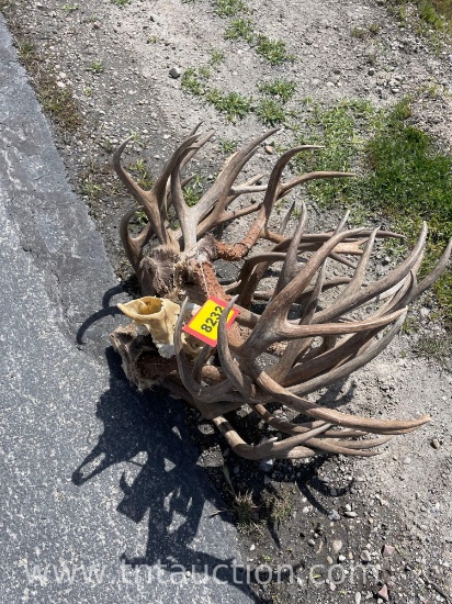 7 SKULL CAPPED 1 DEER HEAD ANTLERS