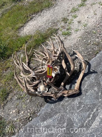8 SKULL CAPPED 1 DEER SKULLS ANTLERS