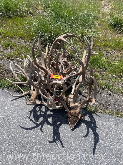 12 SKULL CAPPED 2 DEER SHULS ANTLERS