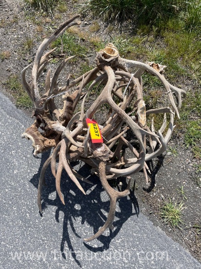 10 SKULL CAPPED ANTLERS