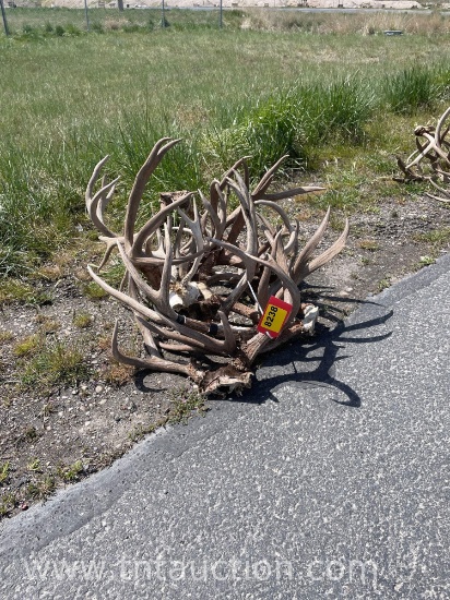10 SKULL CAPPED ANTLERS