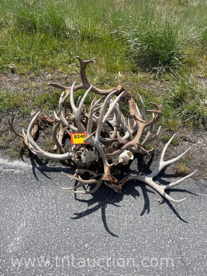 5 SKULL CAPPED 2 DEER SKULLS ANTLERS MISC ANTLERS