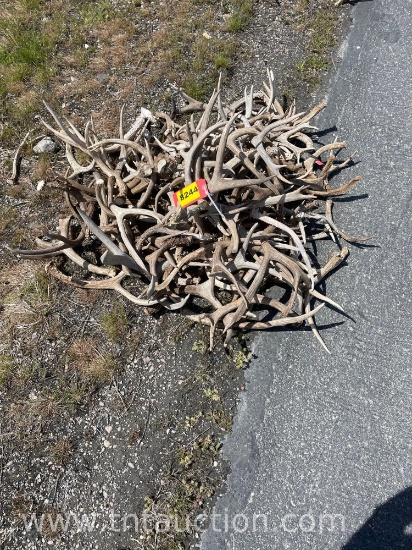 MISC DEER ANTLERS