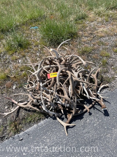 MISC DEER ANTLERS