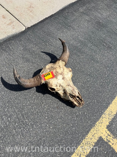 BISON HEAD