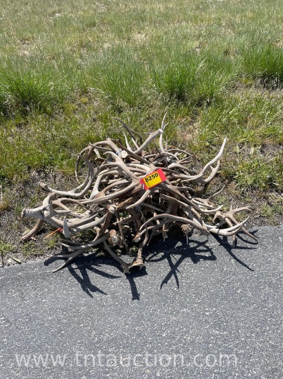 MISC DEER ANTLERS