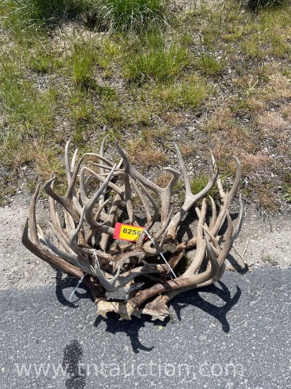8 SKULL CAPPED DEER ANTLERS