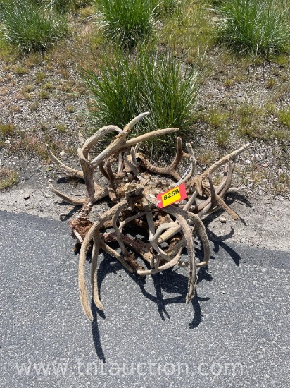 5 SKULL CAPPED 2 DEER HEADS