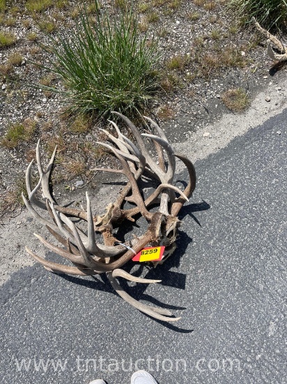 5 SKULL CAPPED DEER ANTLERS
