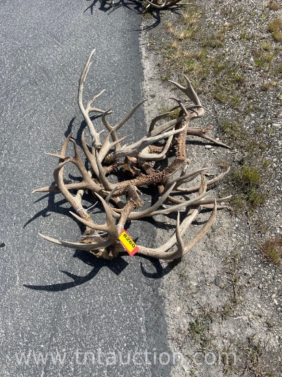 6 SKULL CAPPED DEER ANTLERS