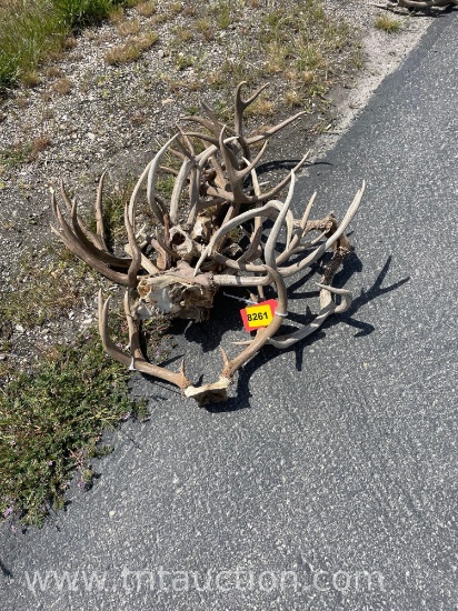 4 SKULL CAPPED DEER ANTLERS 1 DEER HEAD