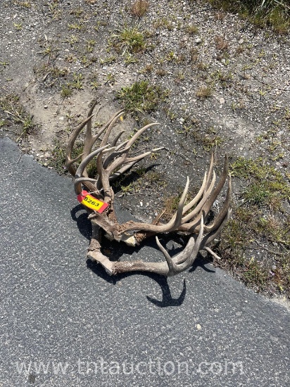 3 SKULL CAPPED DEER ANTLERS