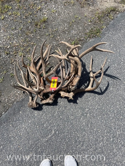 6 SKULL CAPPED DEER ANTLERS