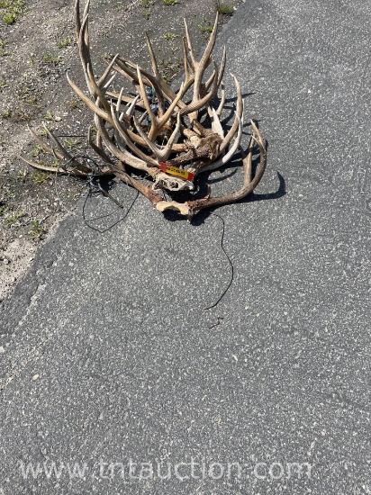 6 SKULL CAPPED DEER ANTLERS