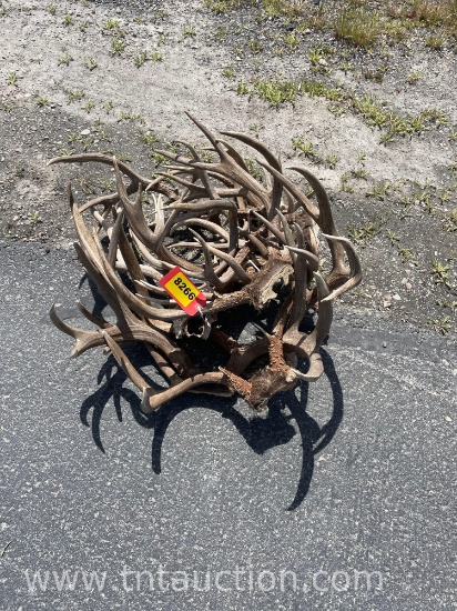 9 SKULL CAPPED DEER ANTLERS 1 SKULL