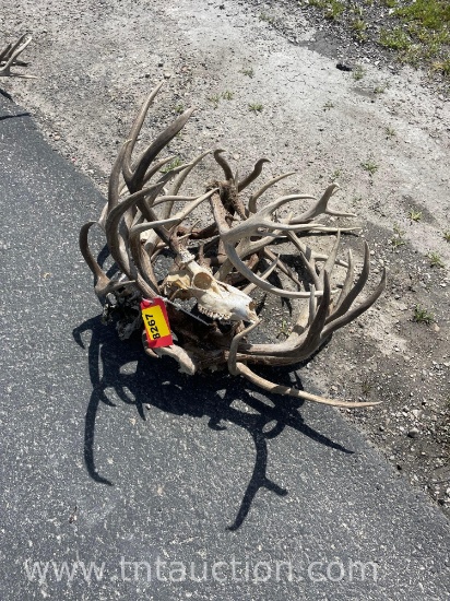 5 SKULL CAPPED DEER ANTLERS 2 DEER SKULLS