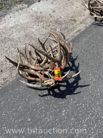 7 SKULL CAPPED DEER ANTLERS
