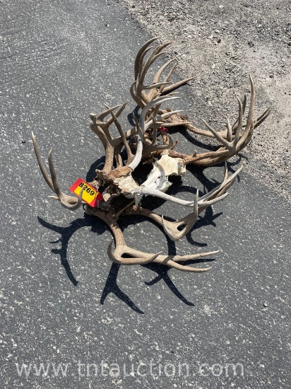 5 SKULL CAPPED DEER ANTLERS 2 DEER HEADS