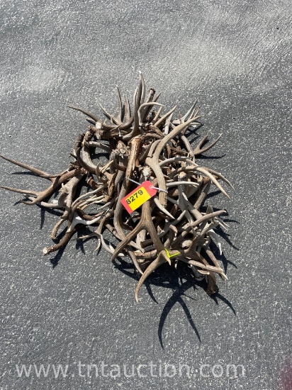 MISC DEER ANTLERS