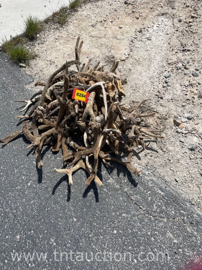 MISC VELVET DEER ANTLERS