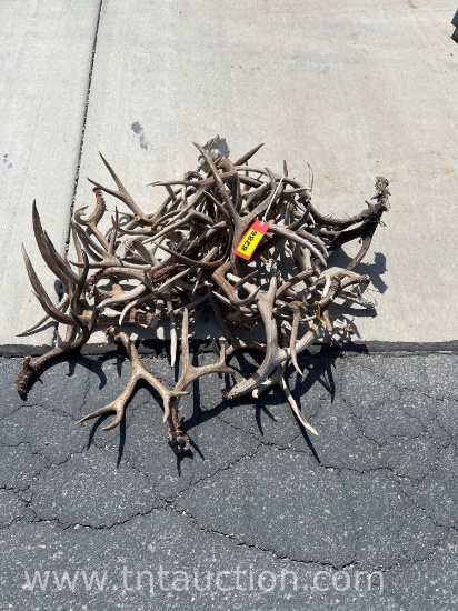 MISC DEER ANTLERS