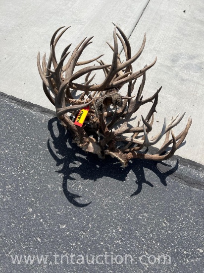 9 SKULL CAPPED DEER ANTLERS