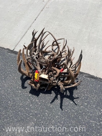 11 SKULL CAPPED DEER ANTLERS