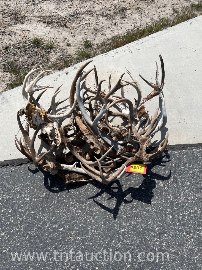 14 SKULL CAPPED DEER ANTLERS 2 DEER SKULLS