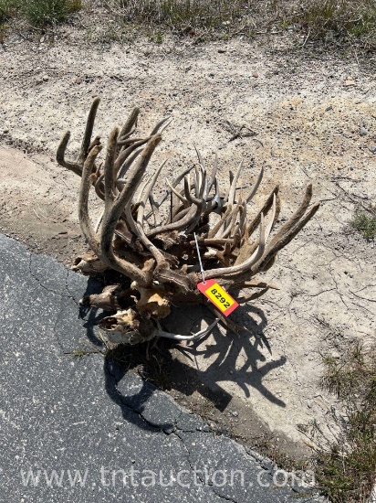 13 SKULL CAPPED DEER ANTLERS 4 SKULLS