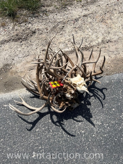 10 SKULL CAPPED DEER ANTLERS 2 SKULLS