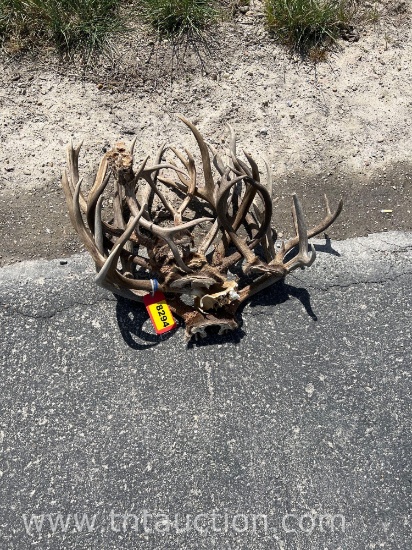 7 SKULL CAPPED DEER ANTLERS
