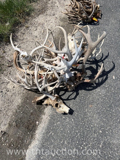 15 WHITE SKULL CAPPED DEER ANTLERS