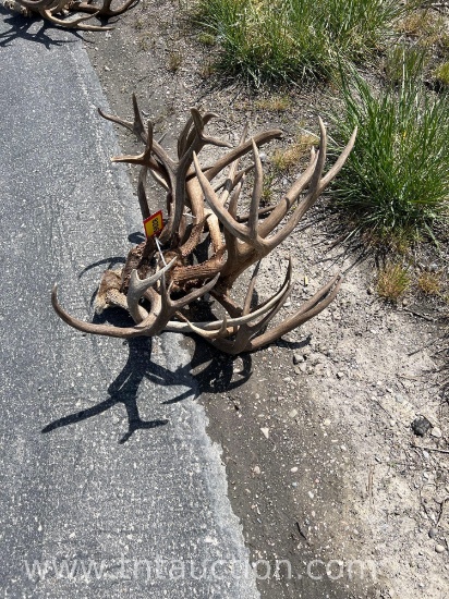 6 SKULL CAPPED DEER ANTLERS