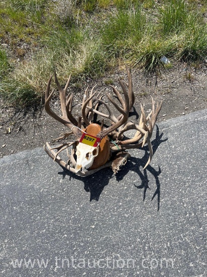5 SKULL CAPPED DEER ANTLERS 1 DEER EURO MOUNT