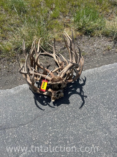 7 SKULL CAPPED DEER ANTLERS