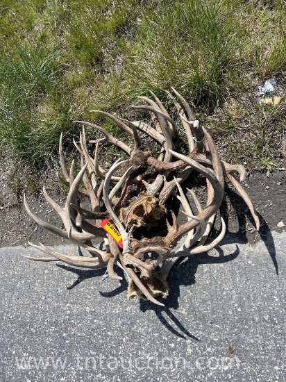 8 SKULL CAPPED DEER ANTLERS