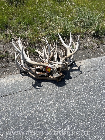 7 WHITE SKULL CAPPED DEER ANTLERS