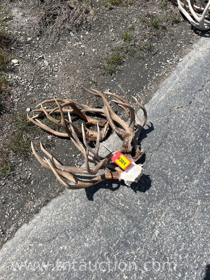 5 SKULL CAPPED DEER ANTLERS
