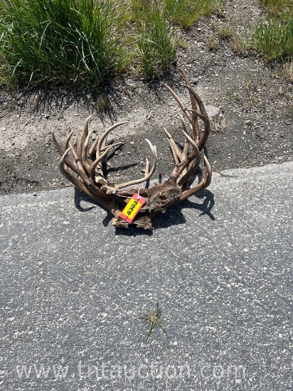 4 SKULL CAPPED DEER ANTLERS