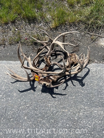 6 SKULL CAPPED DEER ANTLERS