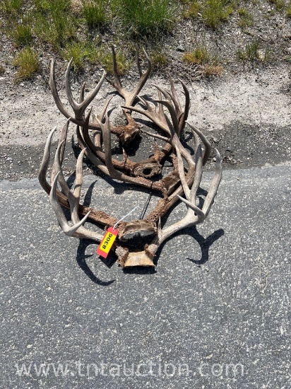 5 SKULL CAPPED DEER ANTLERS