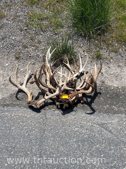 5 SKULL CAPPED DEER ANTLERS