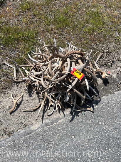 MISC DEER ANTLERS
